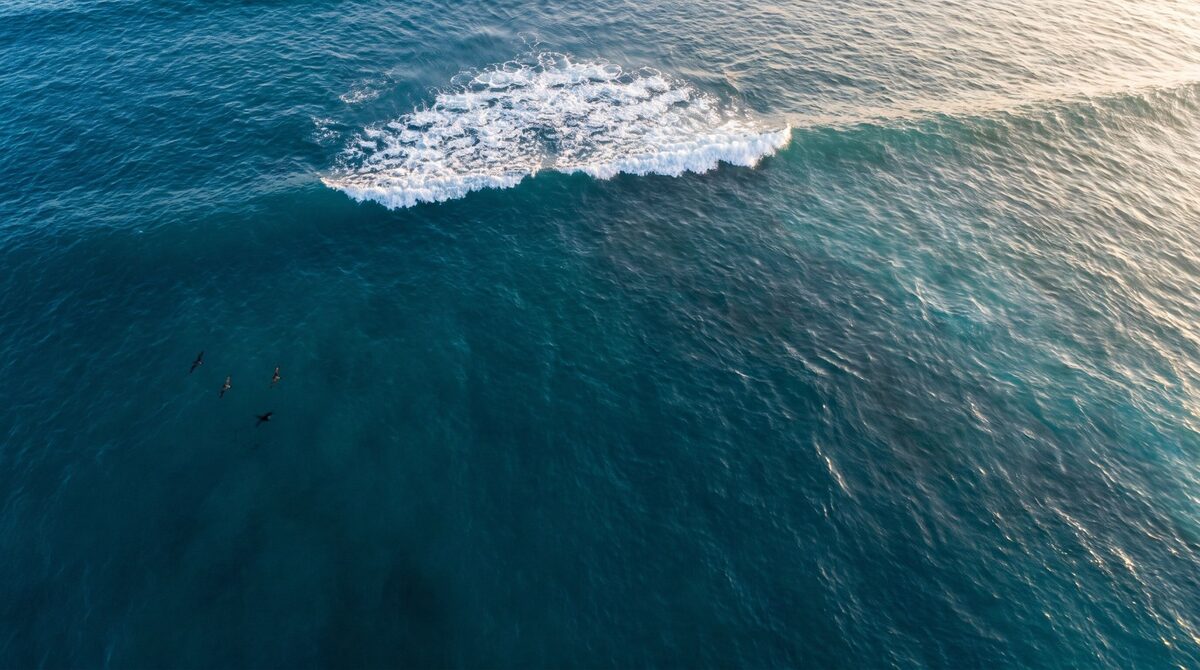 Vista aérea de una ola rompiendo en mar abierto, con espuma blanca y tres aves volando sobre el agua azul.
