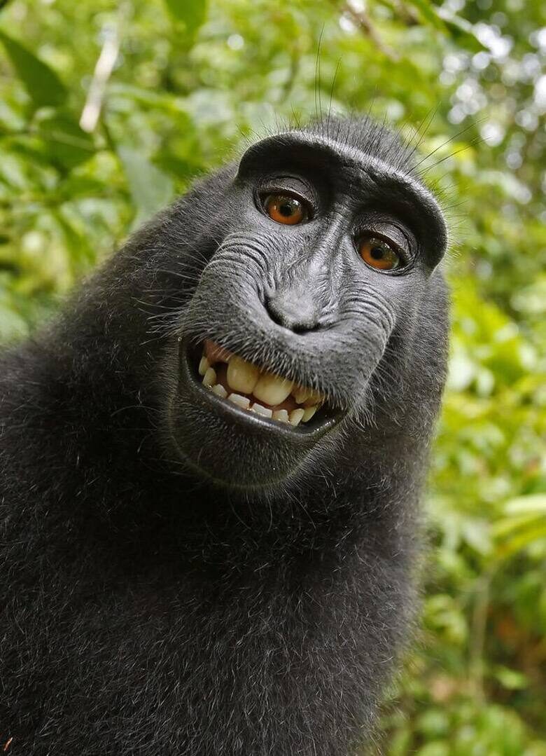 Una macaca negra de Célebes mira directamente al objetivo con la boca abierta en una mueca que parece una sonrisa.