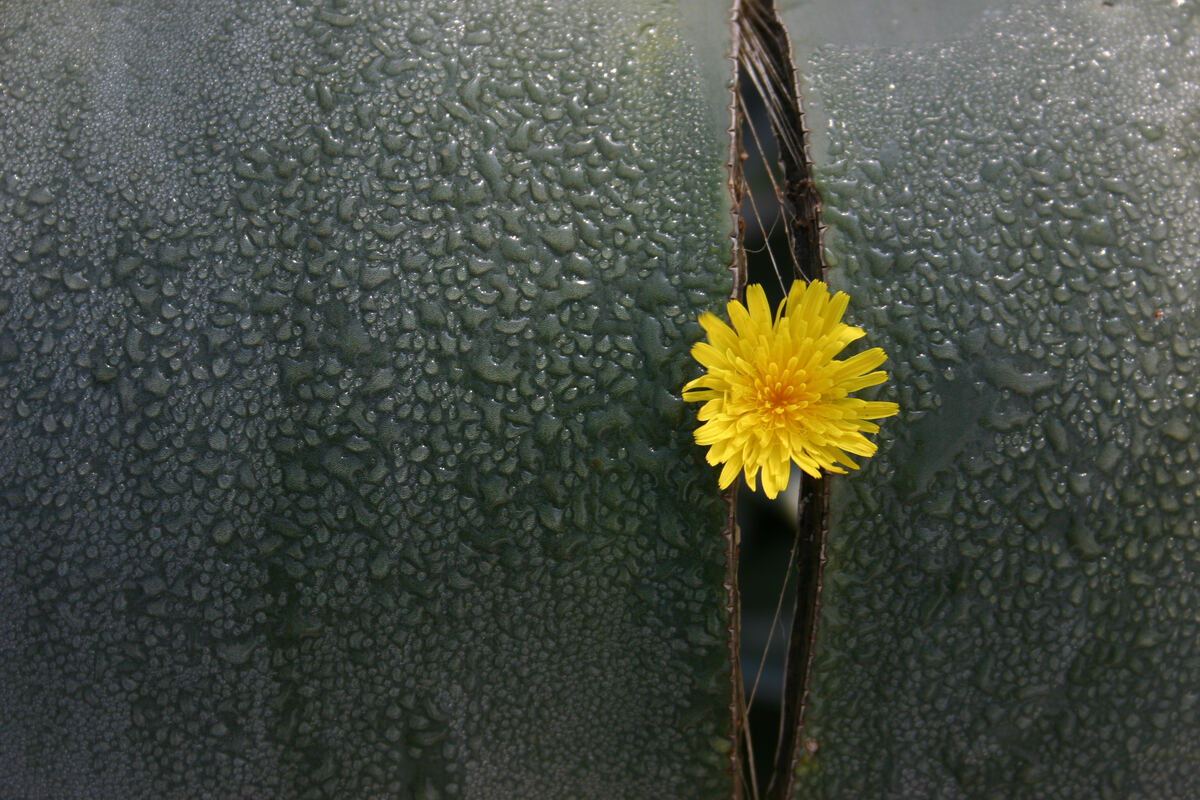 Una flor amarilla encajada en la rejilla metálica de una puerta gris.
