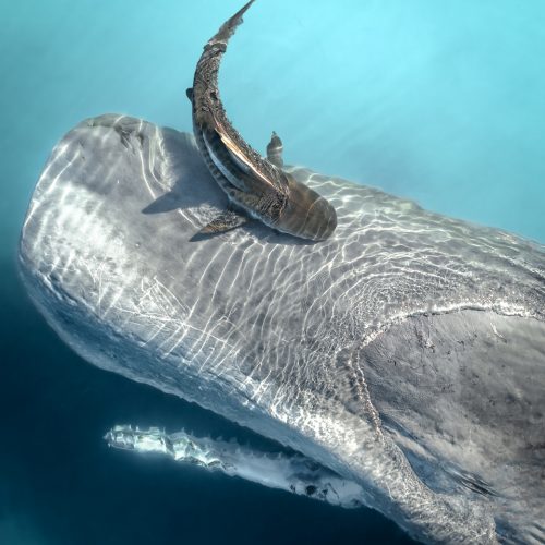 tXpaWxZGvLFV09LenKRkdkG057j06oJ5